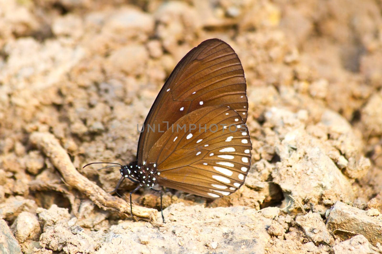 Butterflies are absorption minerals on the ground in forest