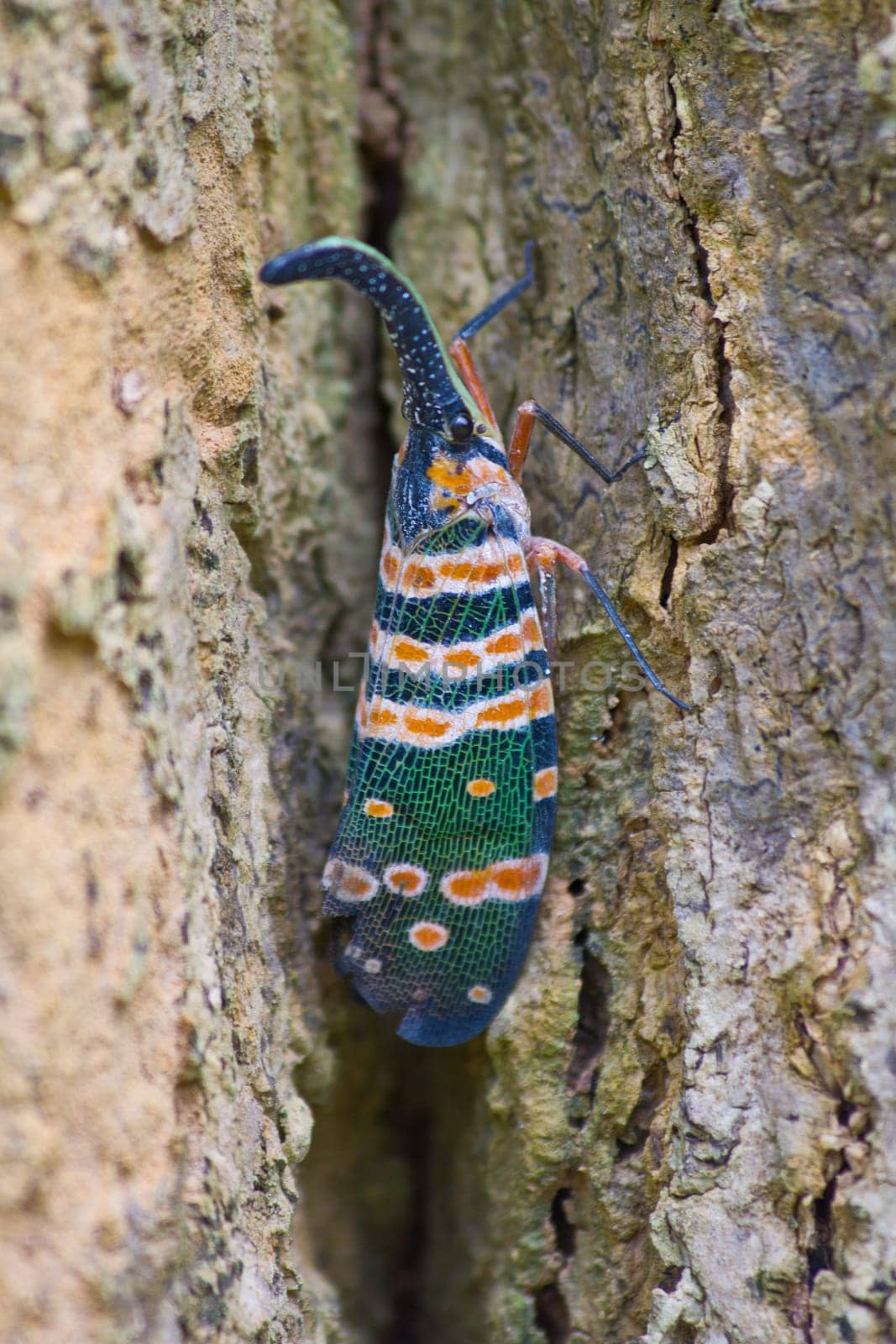lanternflies insect, beauty insect on tree in forest