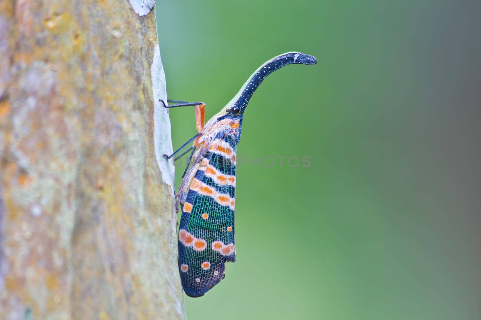 lanternflies insect, beauty insect on tree in forest