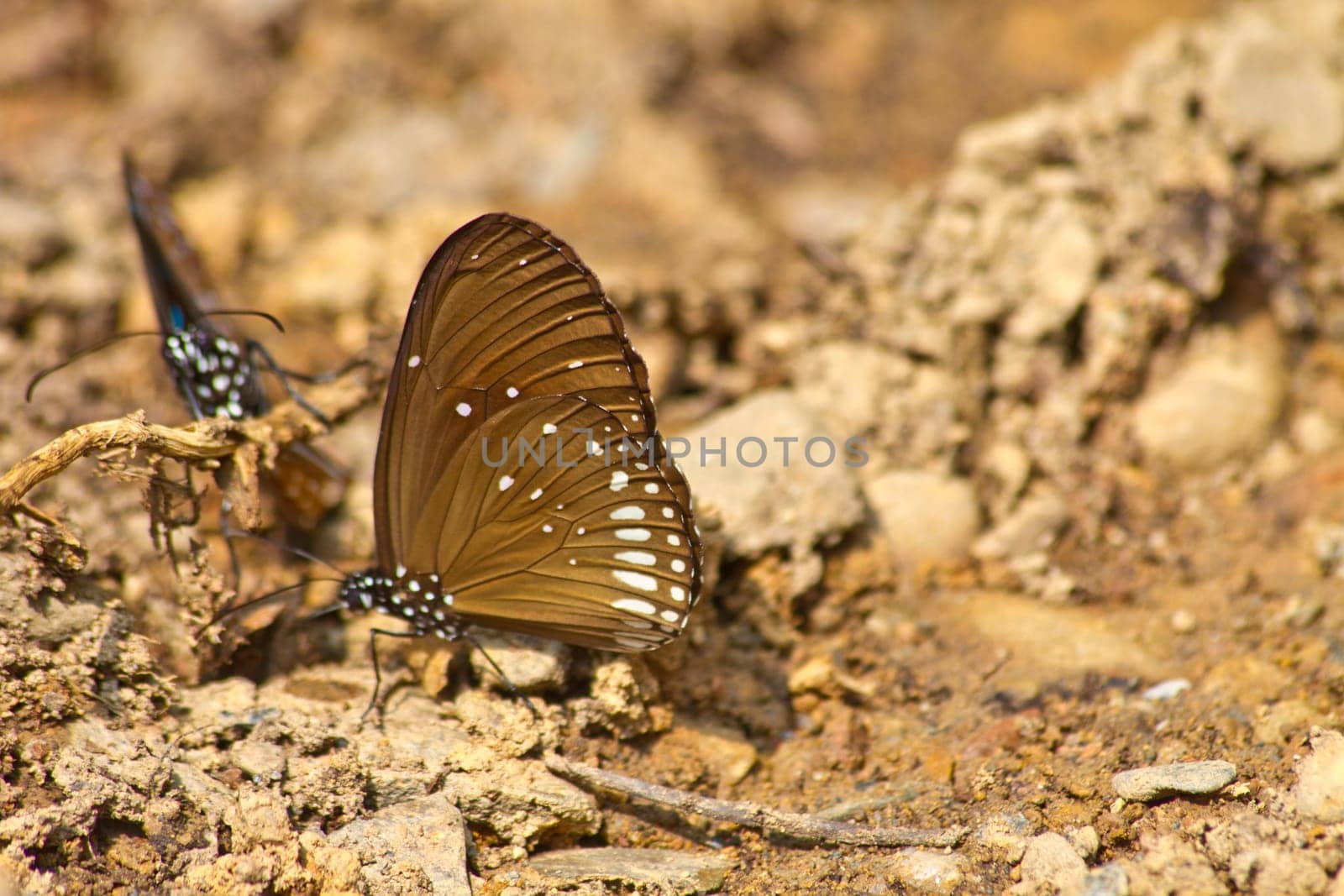 Butterflies are absorption minerals on the ground in forest
