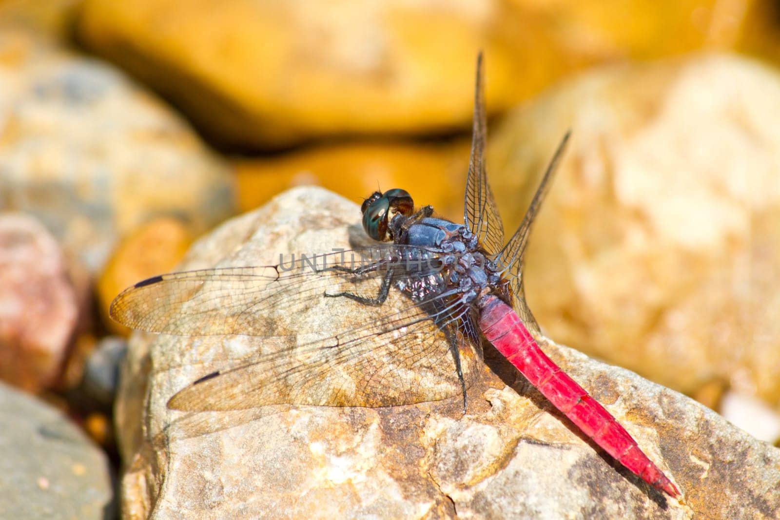 dragonfly resting on stone near river in forest