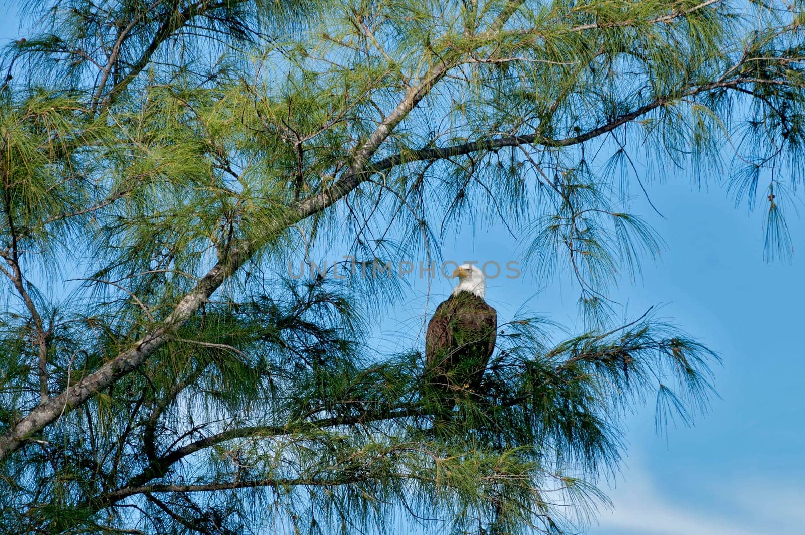 Bald eagle