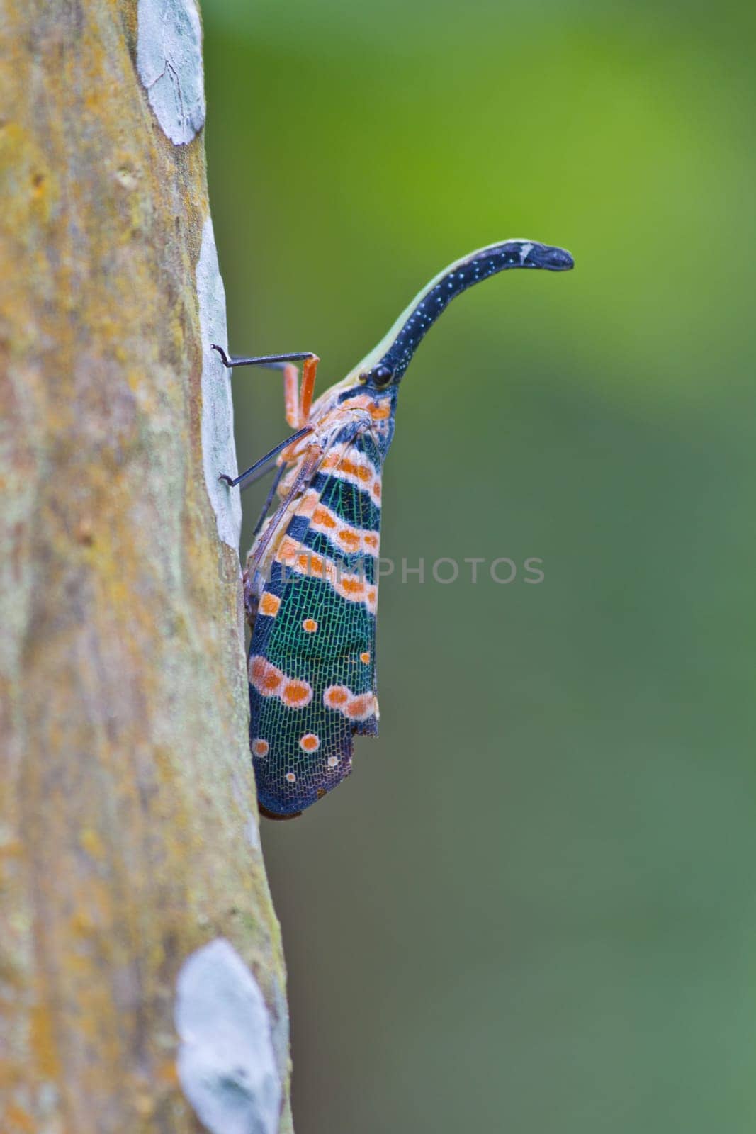 lanternflies insect, beauty insect on tree in forest