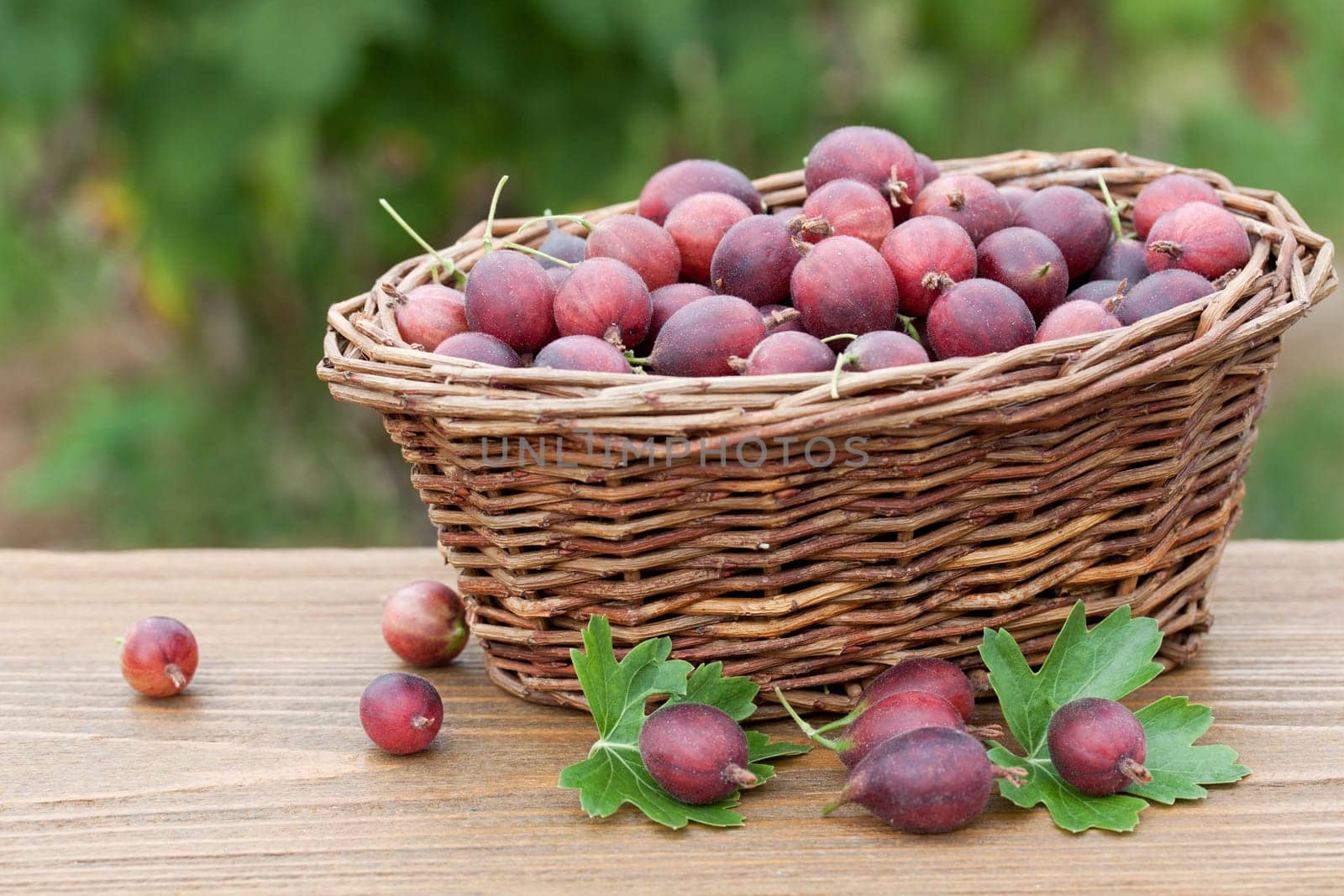 Willow basket with fresh gooseberries