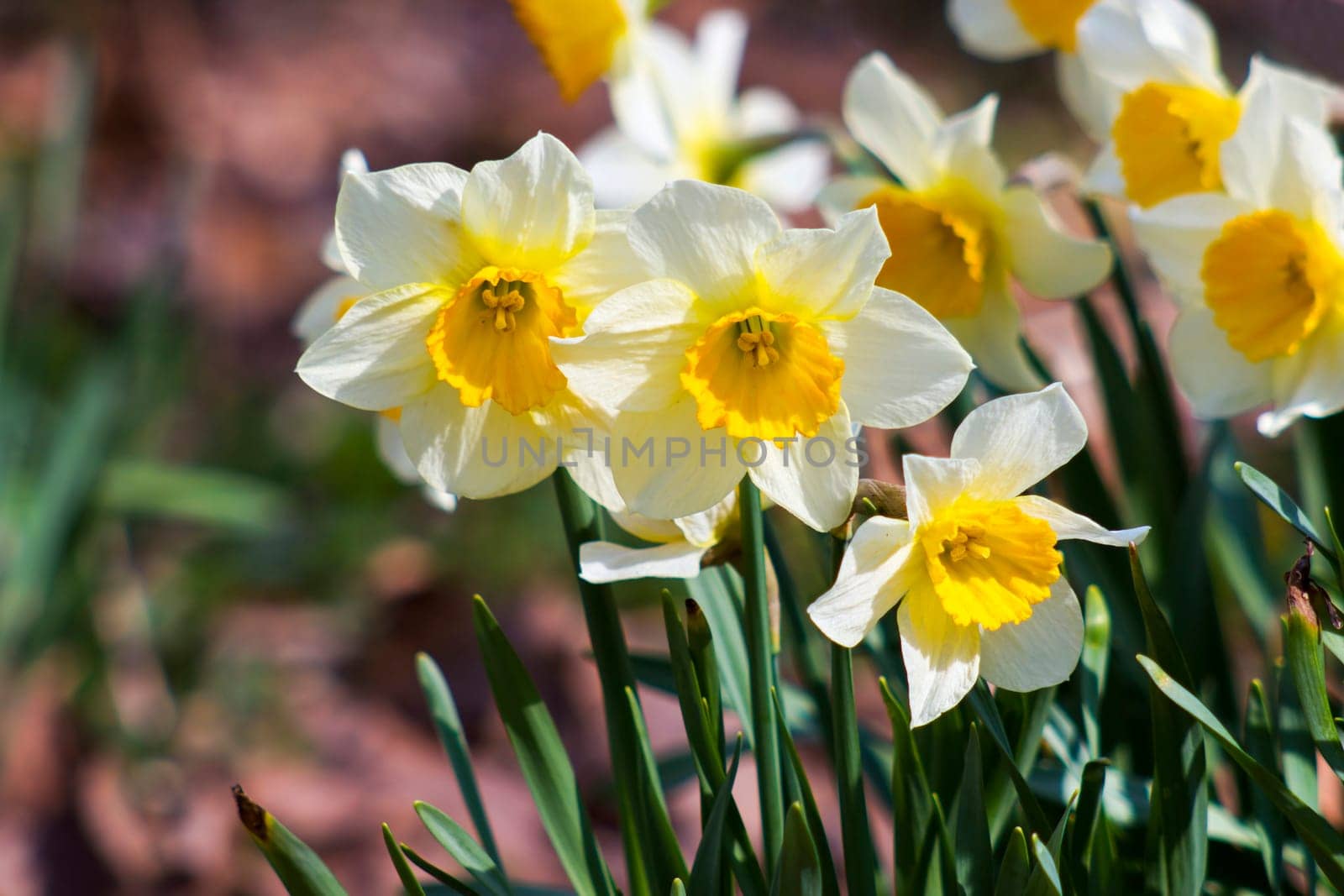 white daffodils in the park, springtime