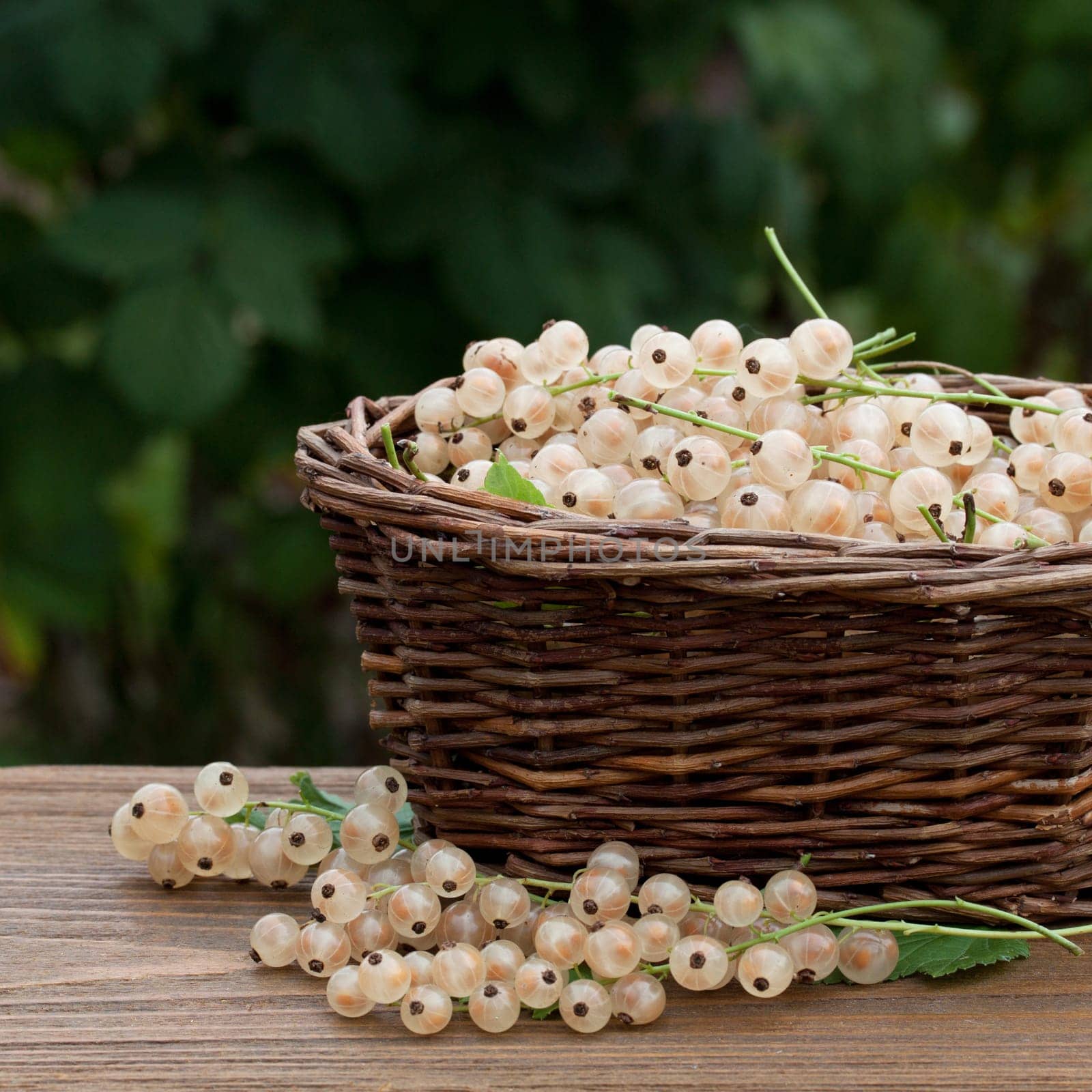 Freshly picked currants