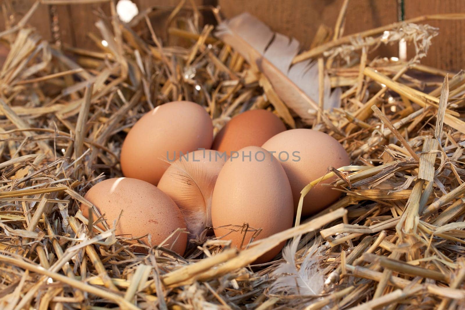 Free-range eggs