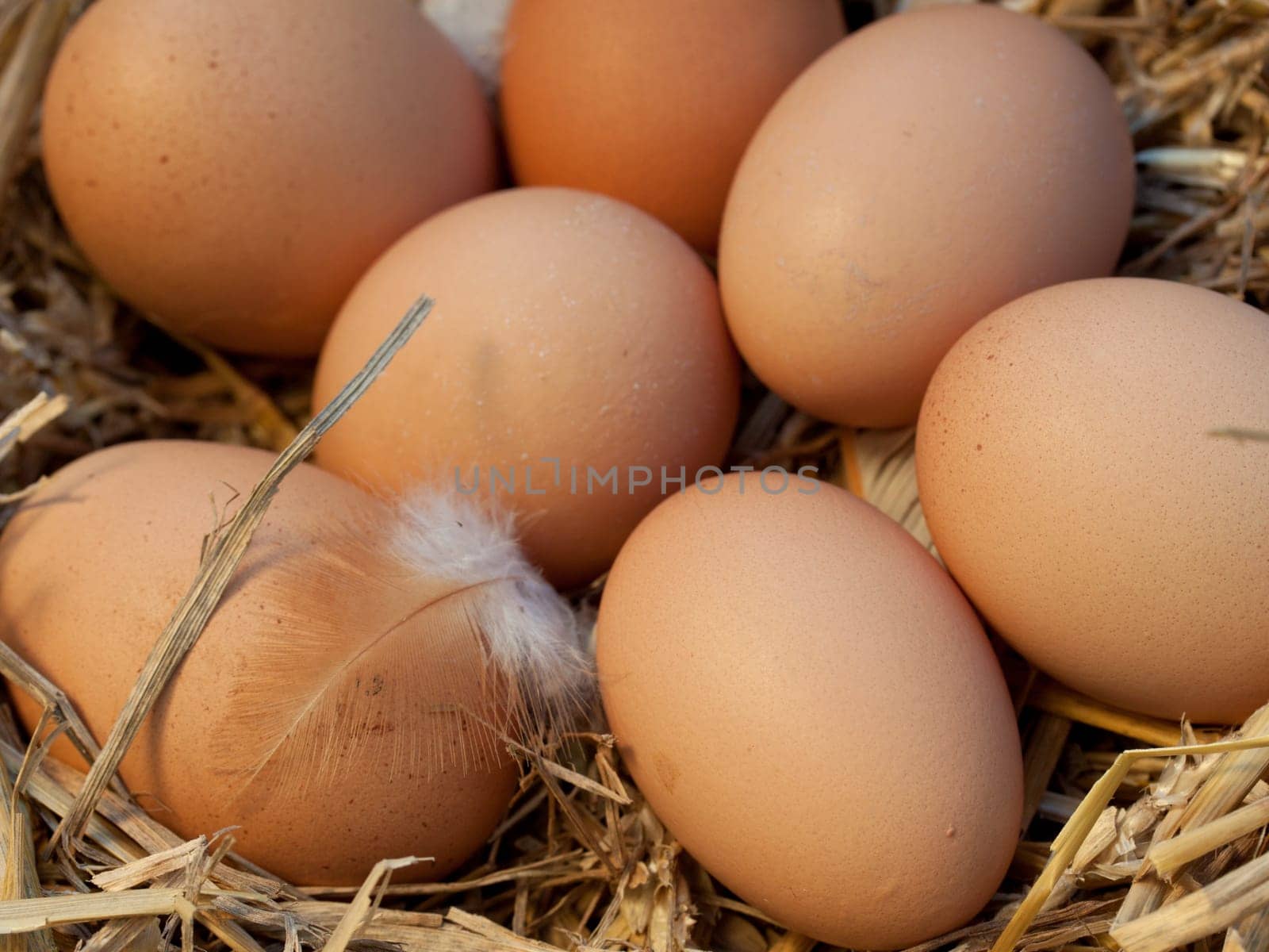 Free-range eggs