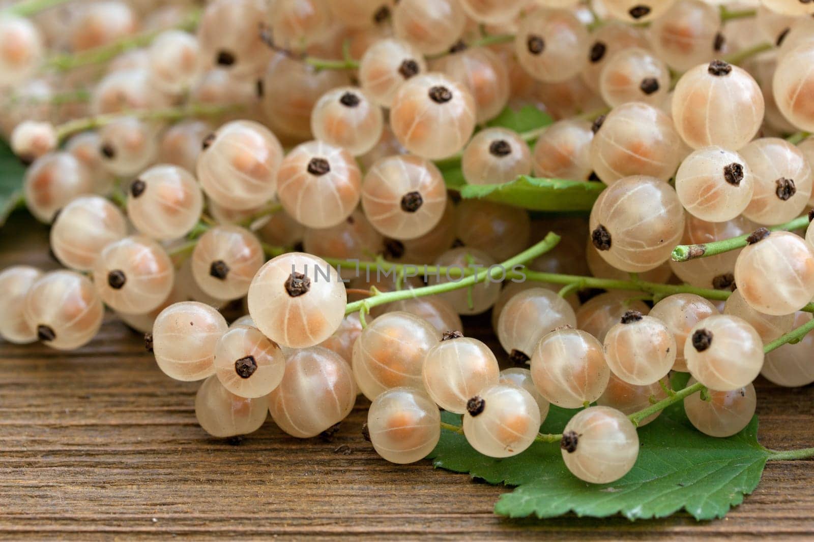 freshly harvested currants