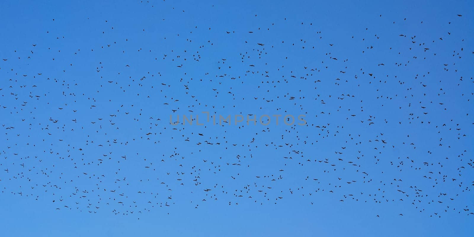 Flock of birds in the sky