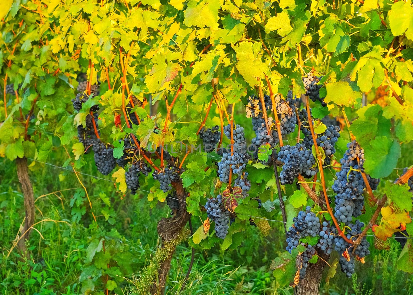 Ripe grapes in the vineyard