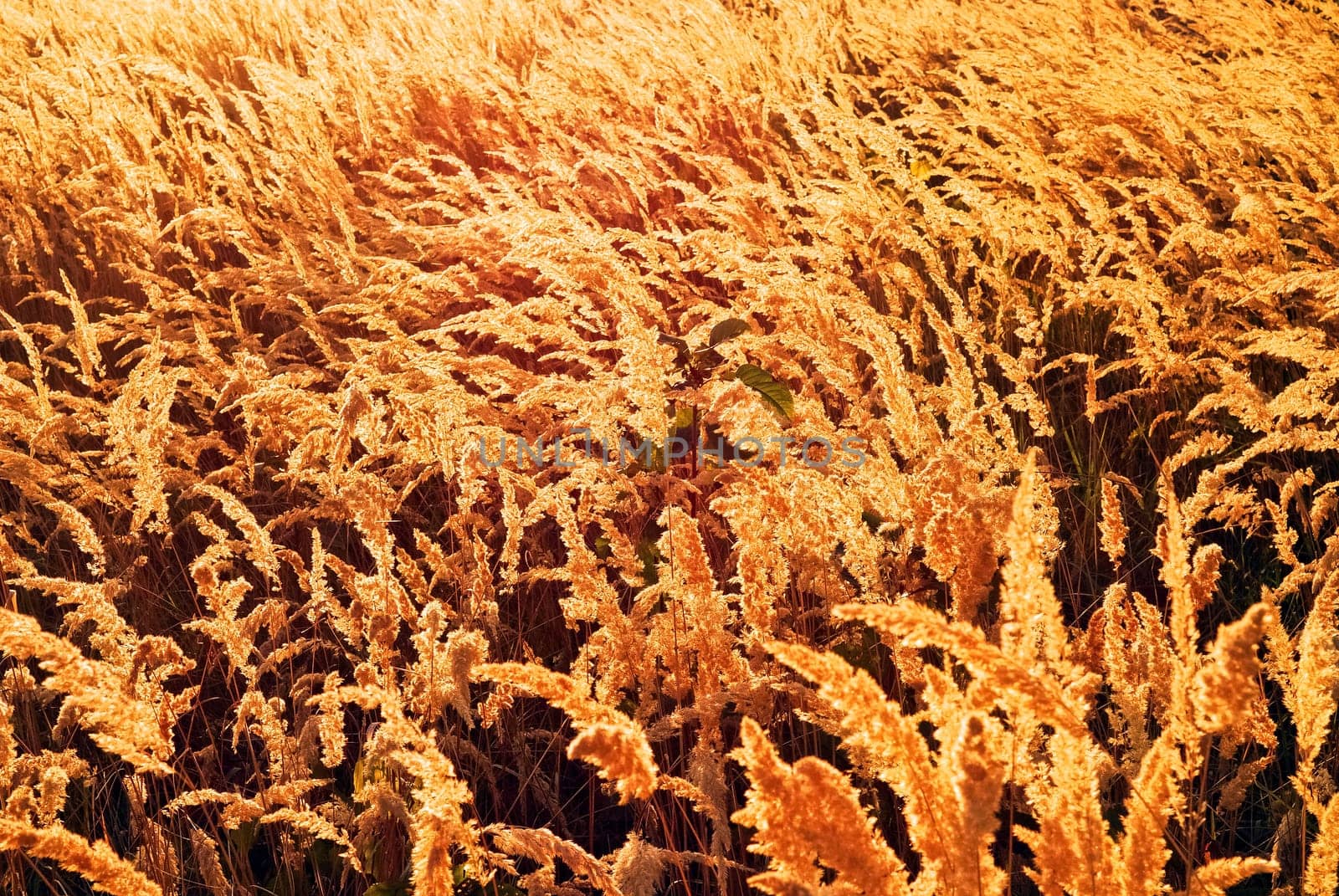 Undulating meadow in the evening