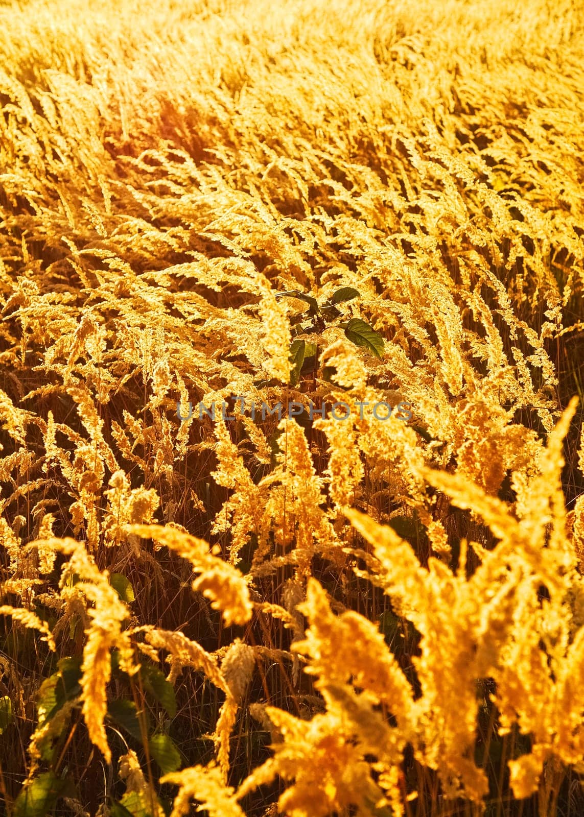 Undulating meadow in the evening
