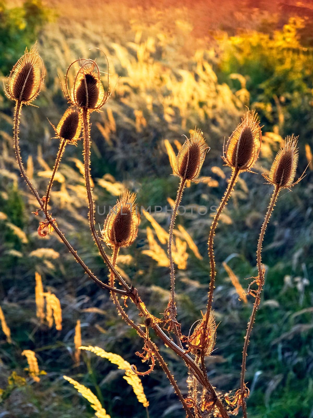 Weberkarde in the backlight