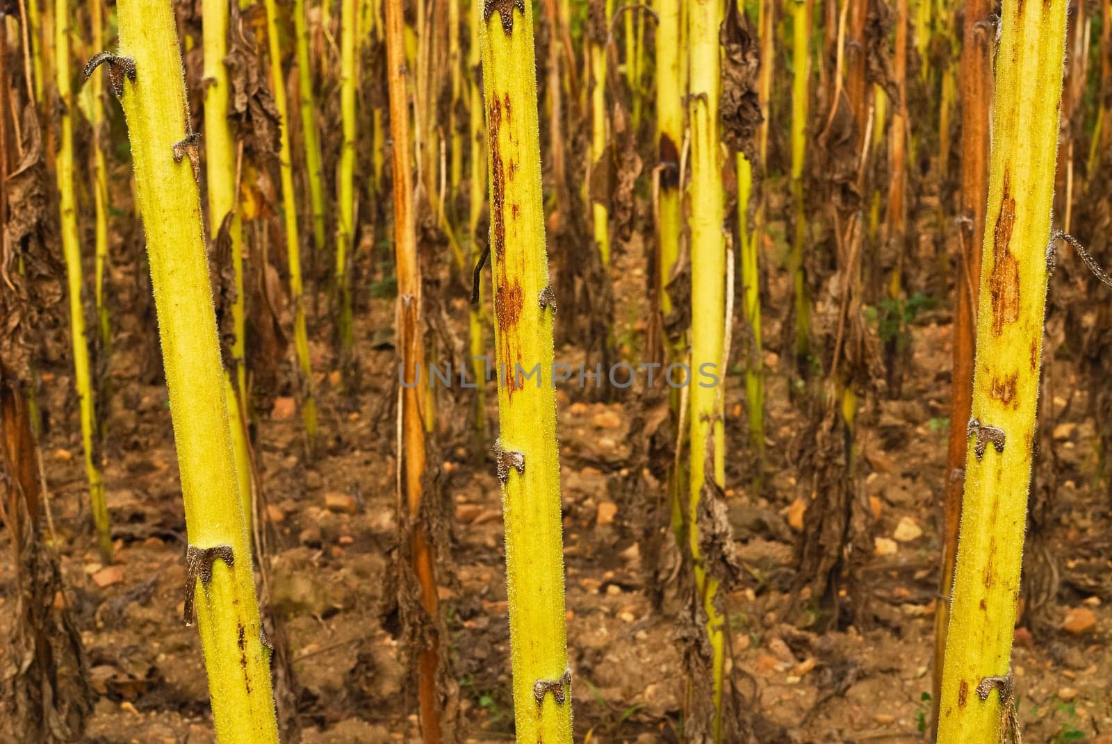 Sunflower Stems Field