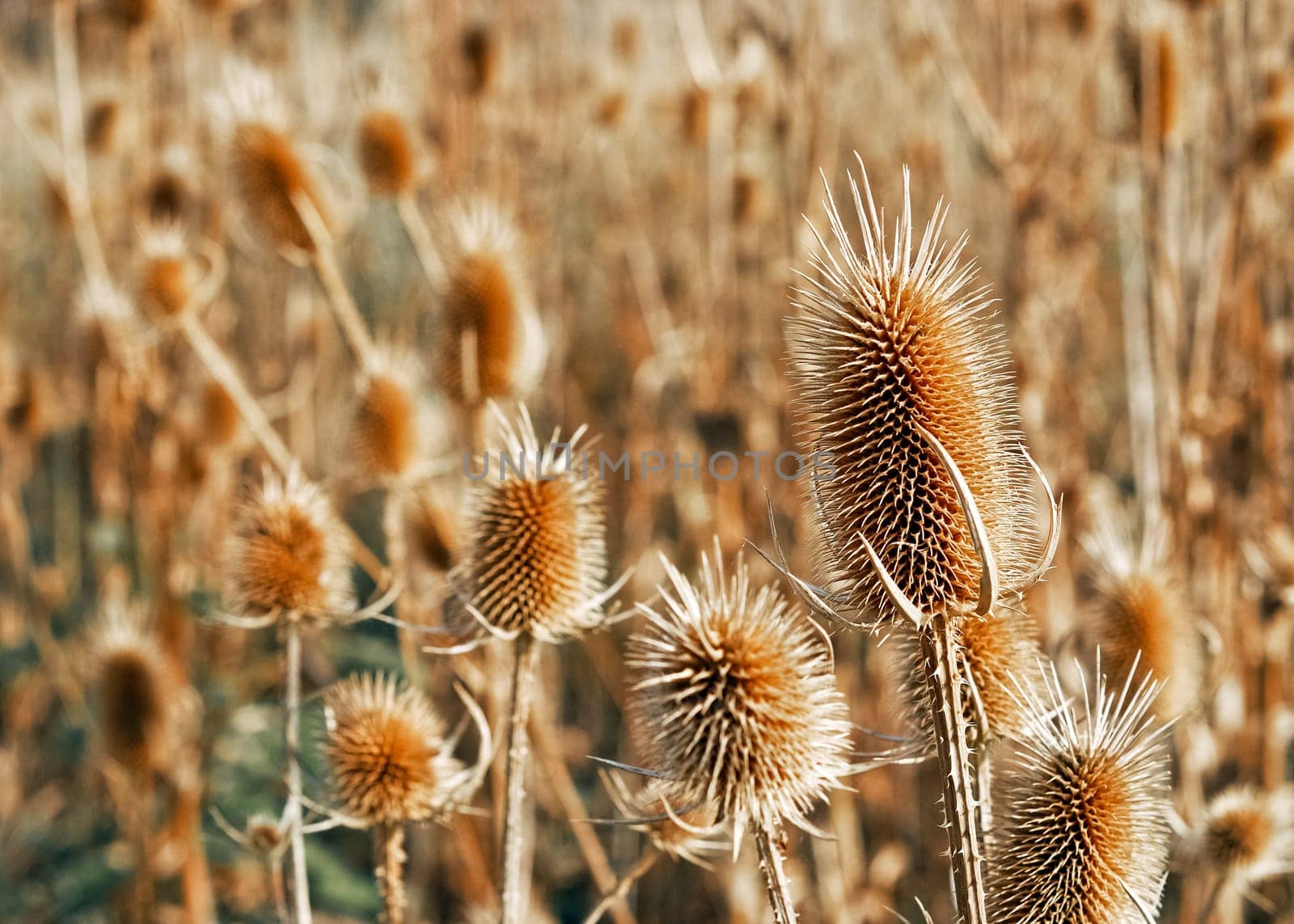 Weberkarde in the field