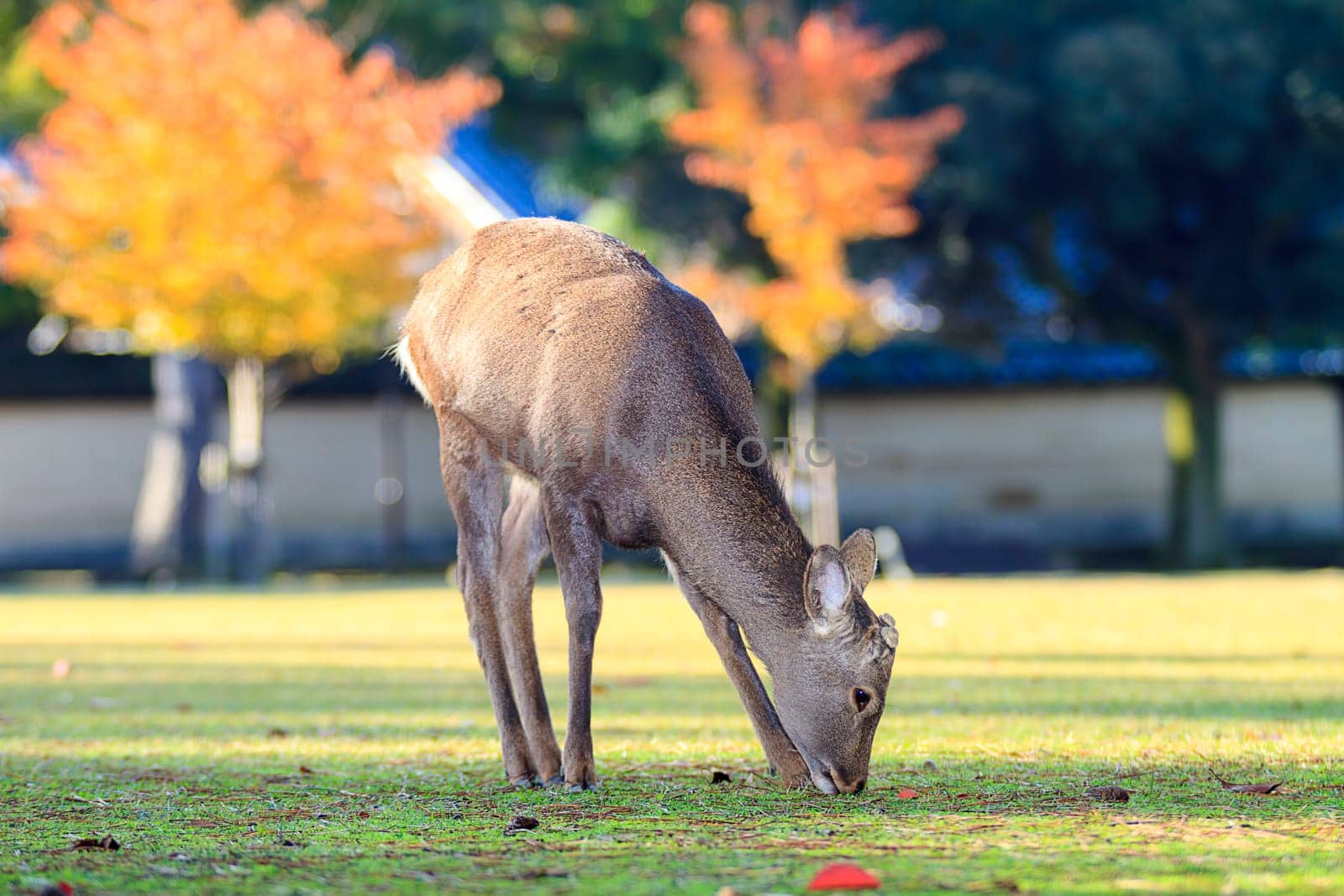 Deer with nice background