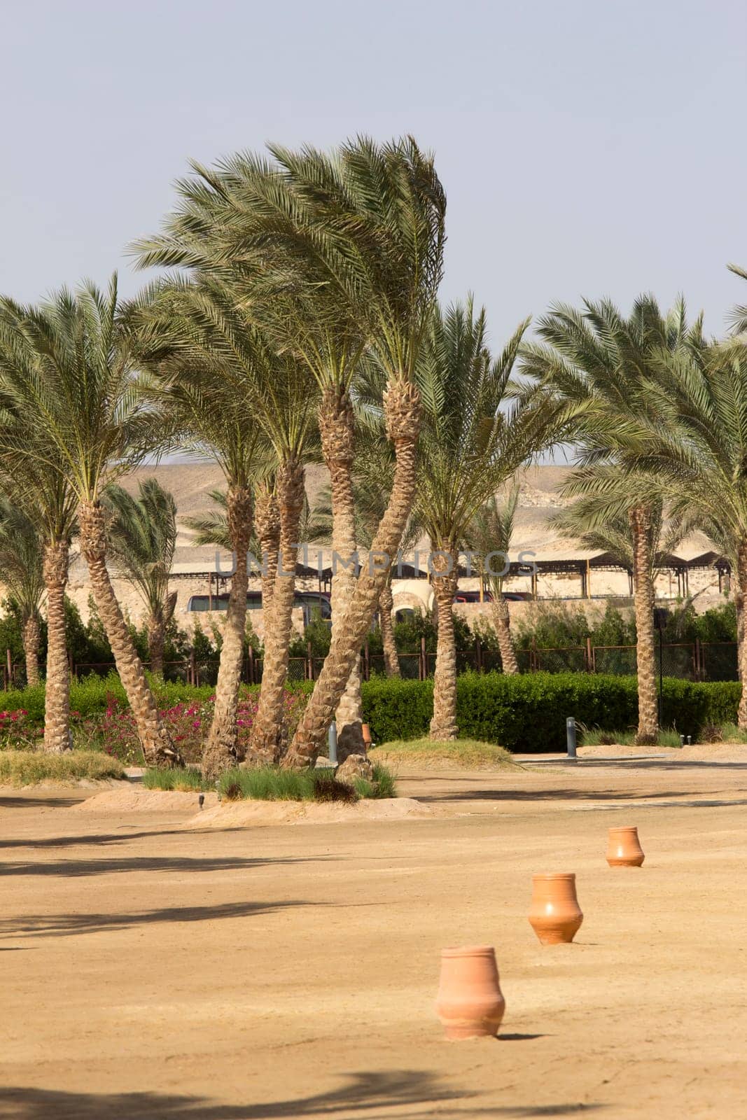 Beach with palm trees in Egypt