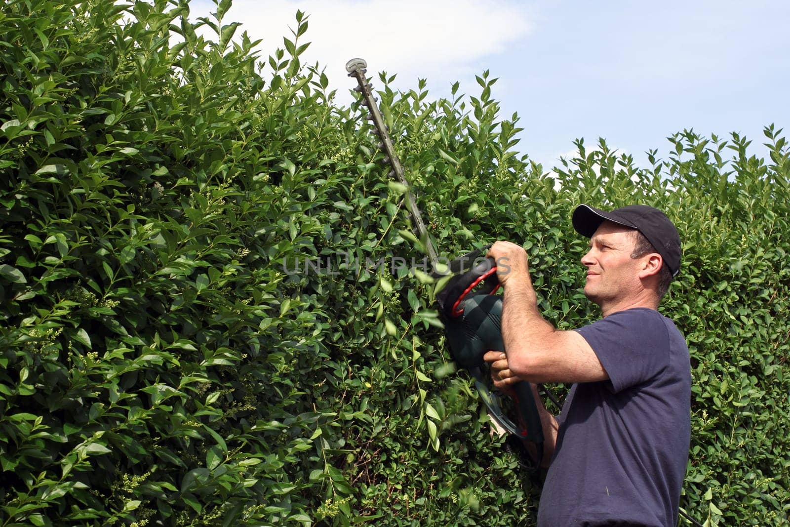 Man with hedge trimmer,hedge cutting