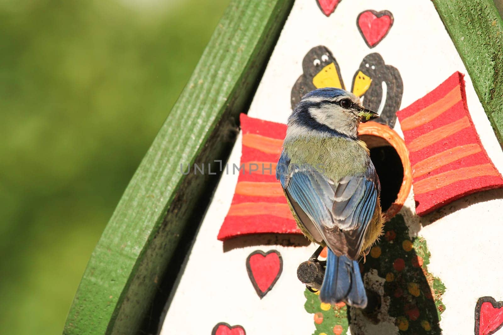 Blue tit at the aviary,blue tit