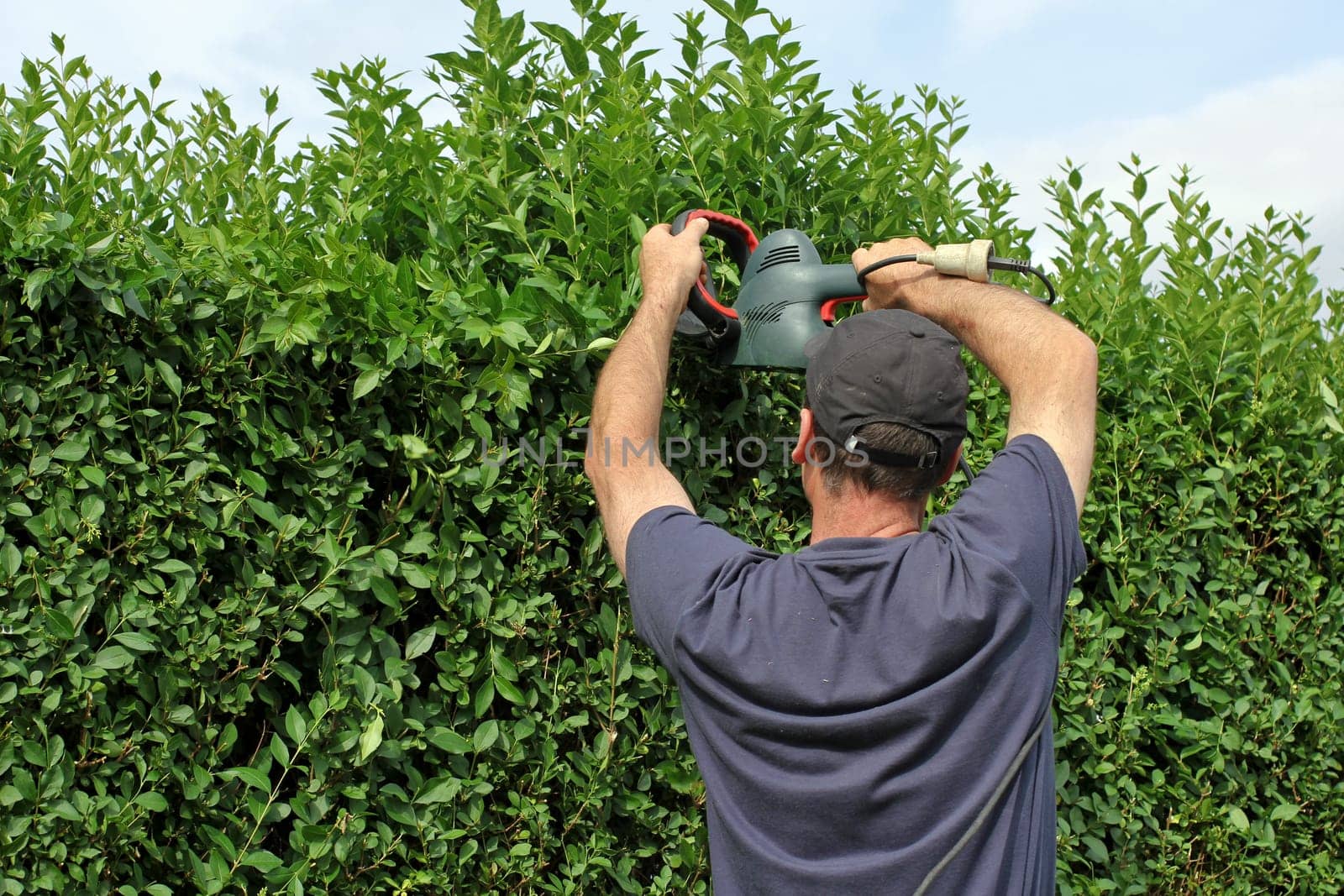 Gardening,cutting back hedges
