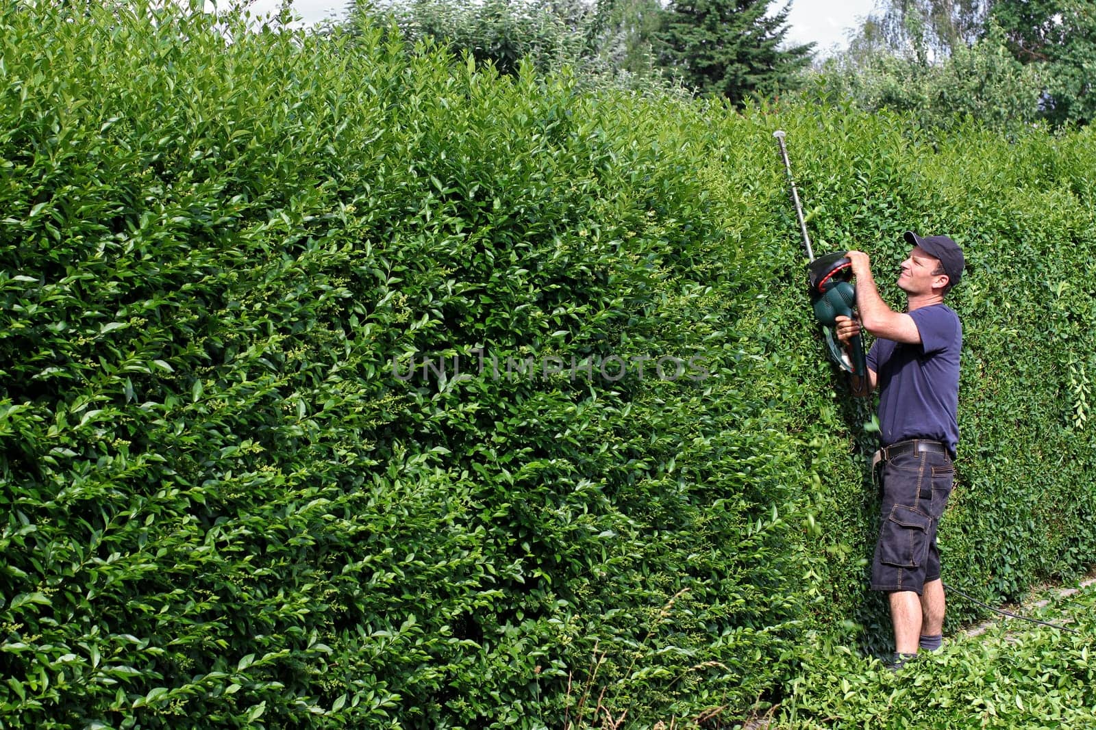 Cutting privet hedge