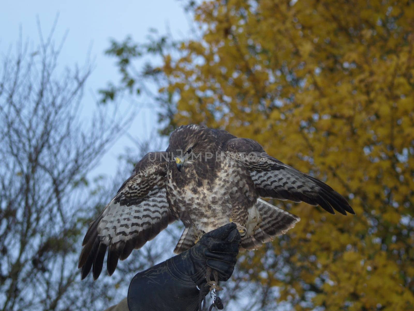 Buzzard - Falconry