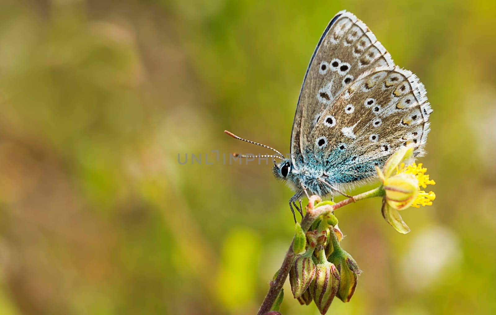 Sky blue blue on spring fingerwort