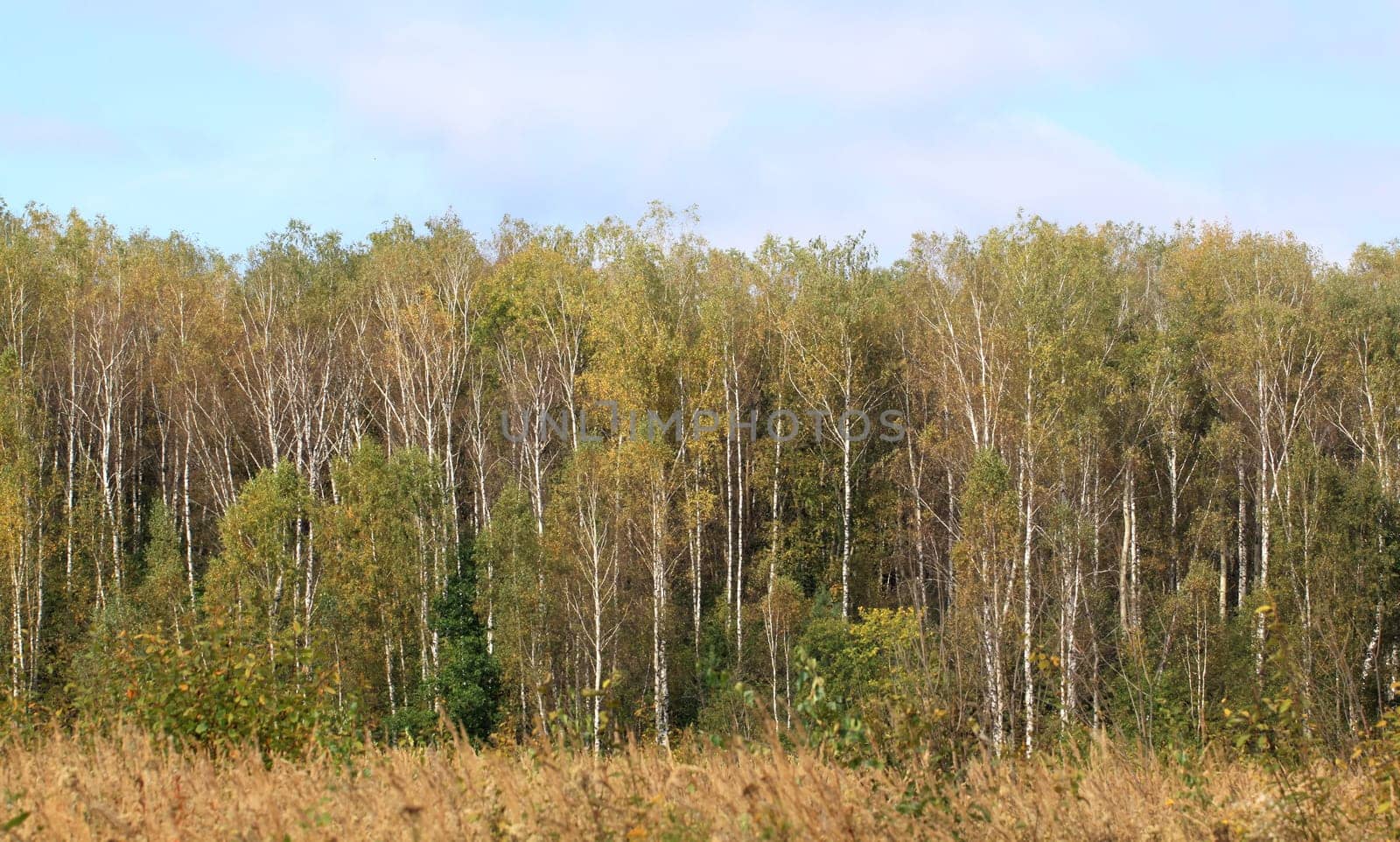 Autumn forest_stock