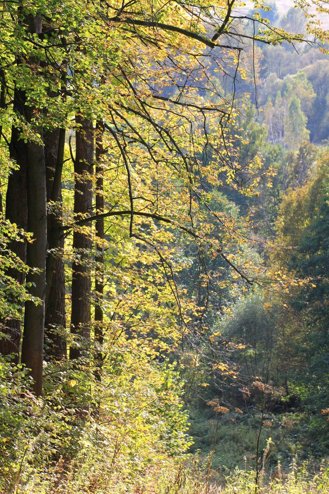 Autumn forest
