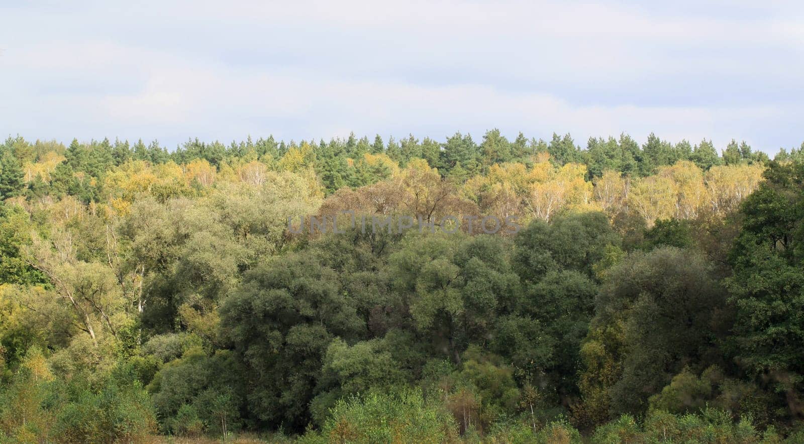 Autumn forest