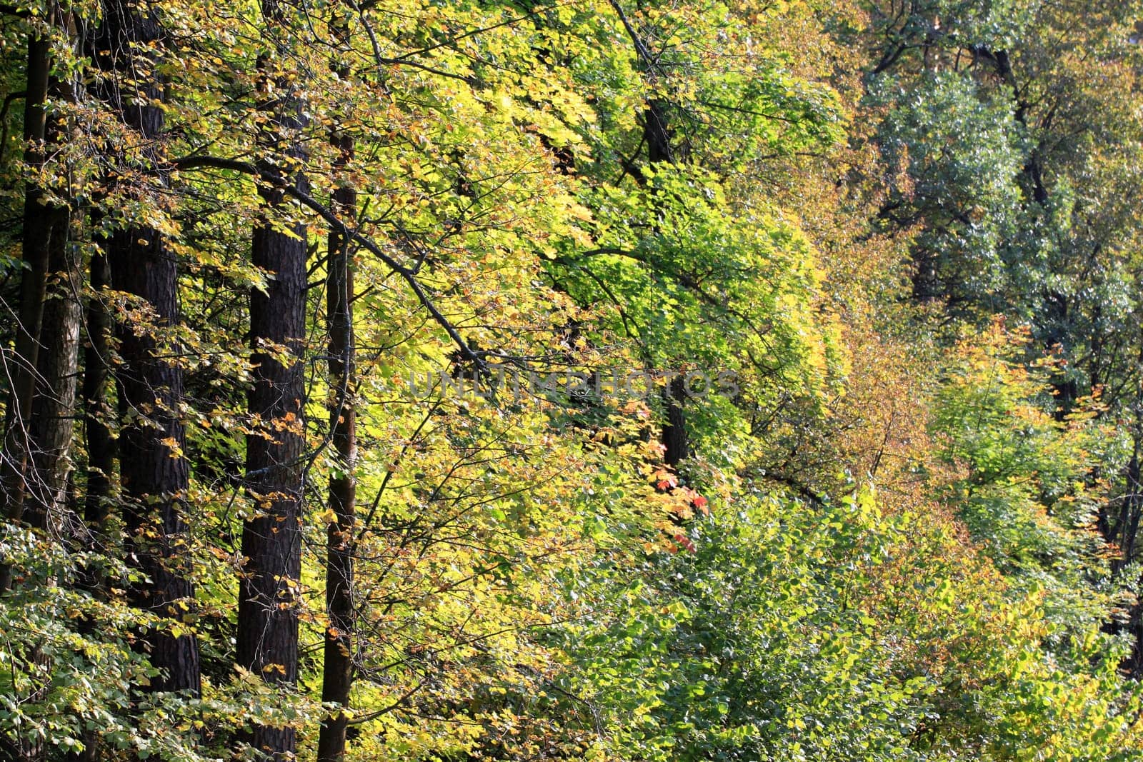 Autumn forest