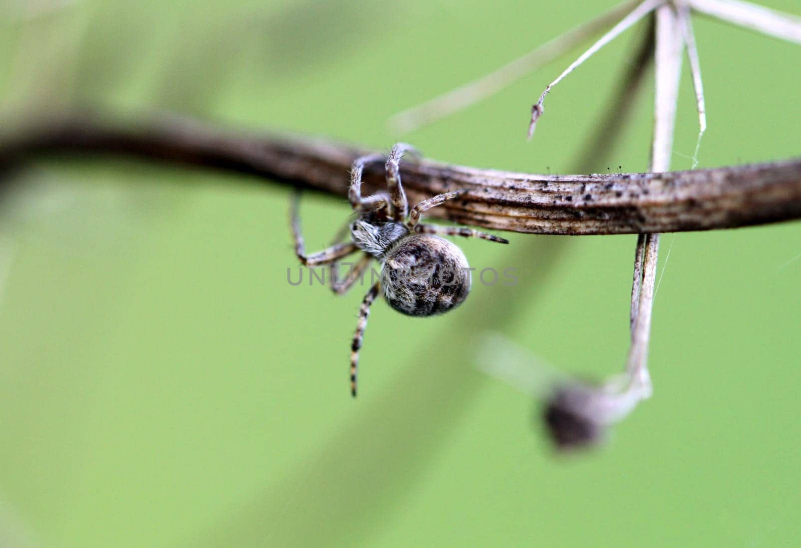 Small spider krestovik