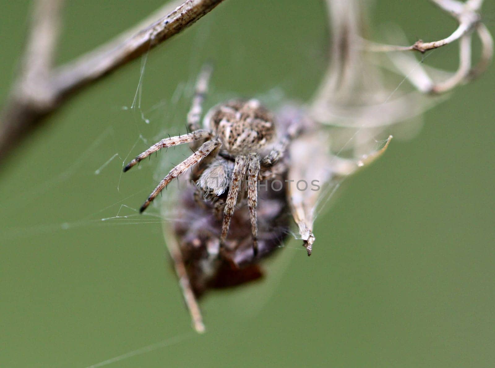 Small spider krestovik
