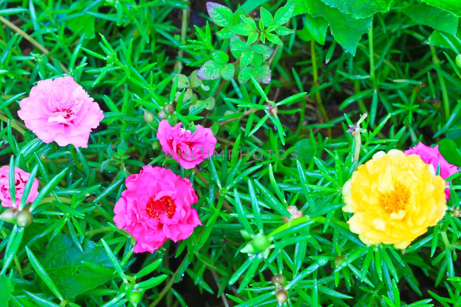 Portulaca flowers, Flowers commonly found in Thailand