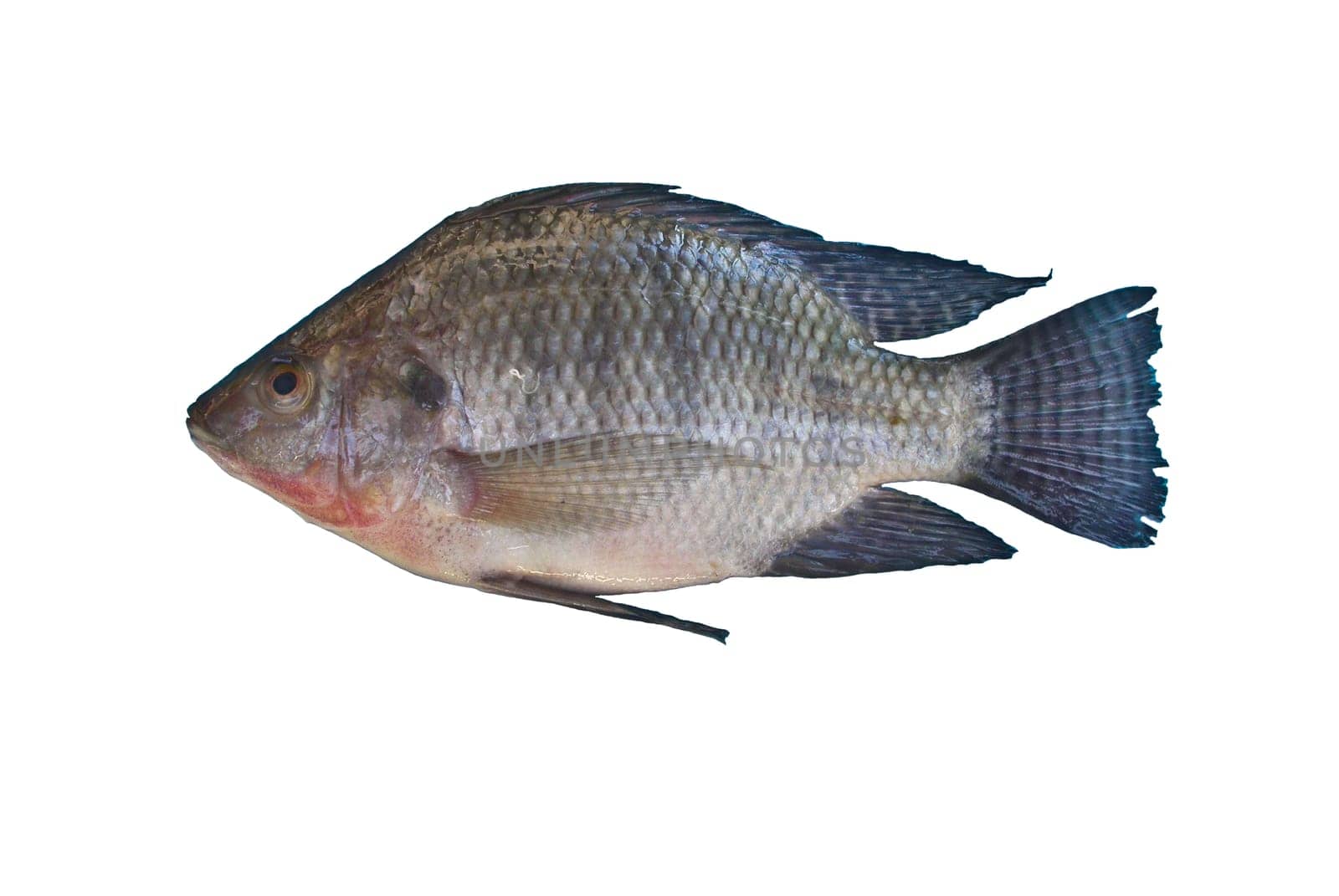 Oreochromis niloticus  Freshwater fishes of Thailand