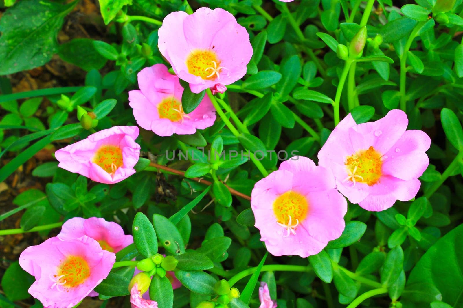Portulaca flowers, Flowers commonly found in Thailand