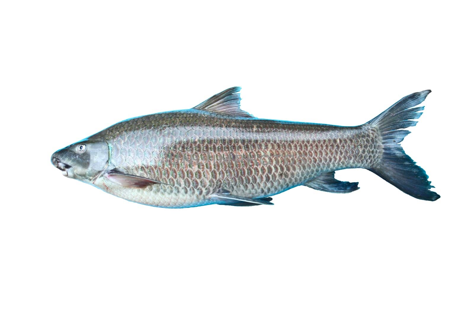 Labeo dyocheilus   .Freshwater fishes of Thailand