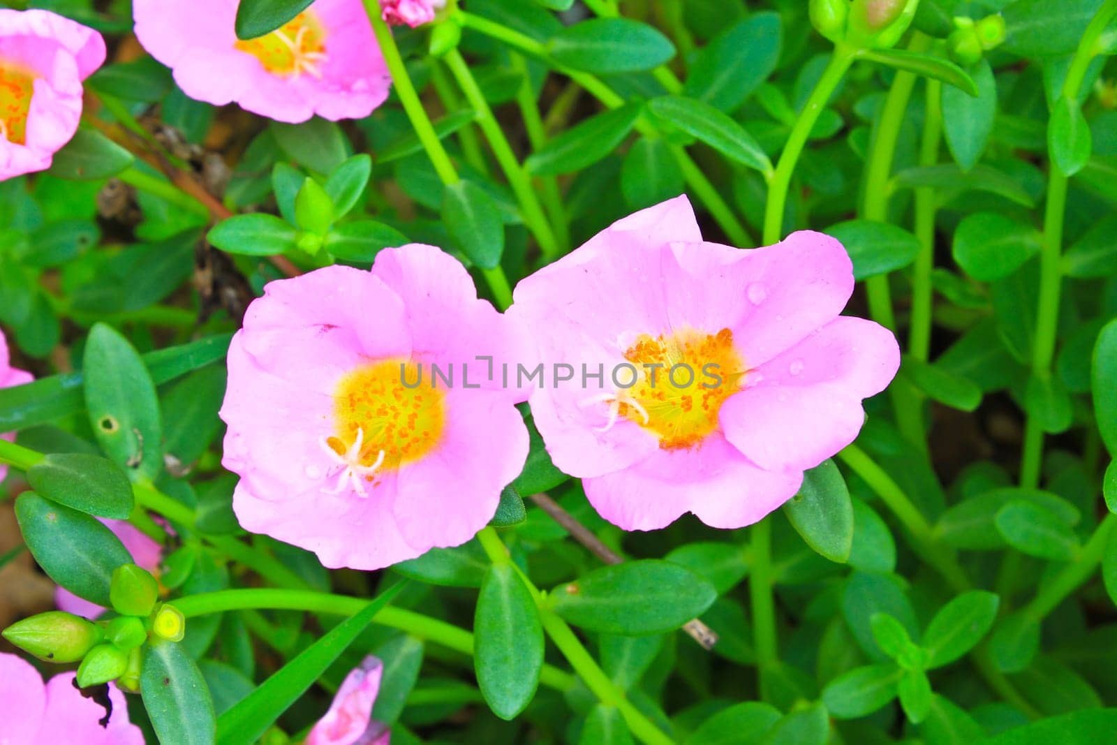 Portulaca flowers, Flowers commonly found in Thailand