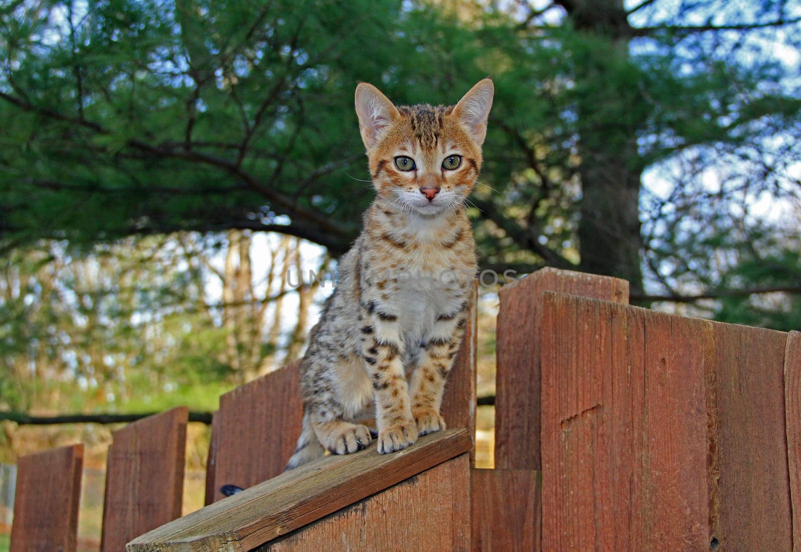 A spotted gold colored domestic Serval Savannah kitten on a wooden fence with green eyes.
