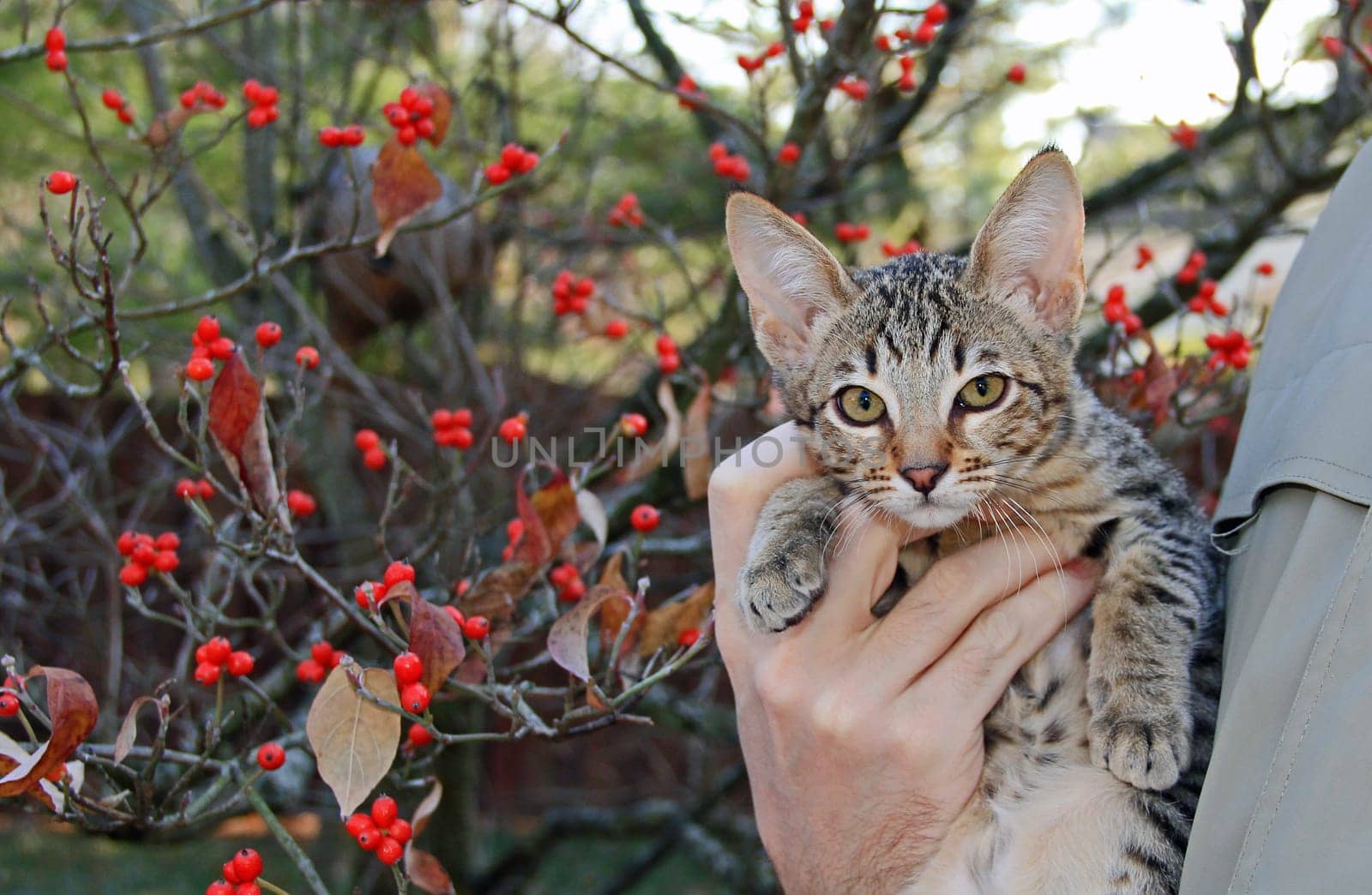 A spotted gold colored domestic Serval Savannah kitten on a wooden fence with green eyes.
