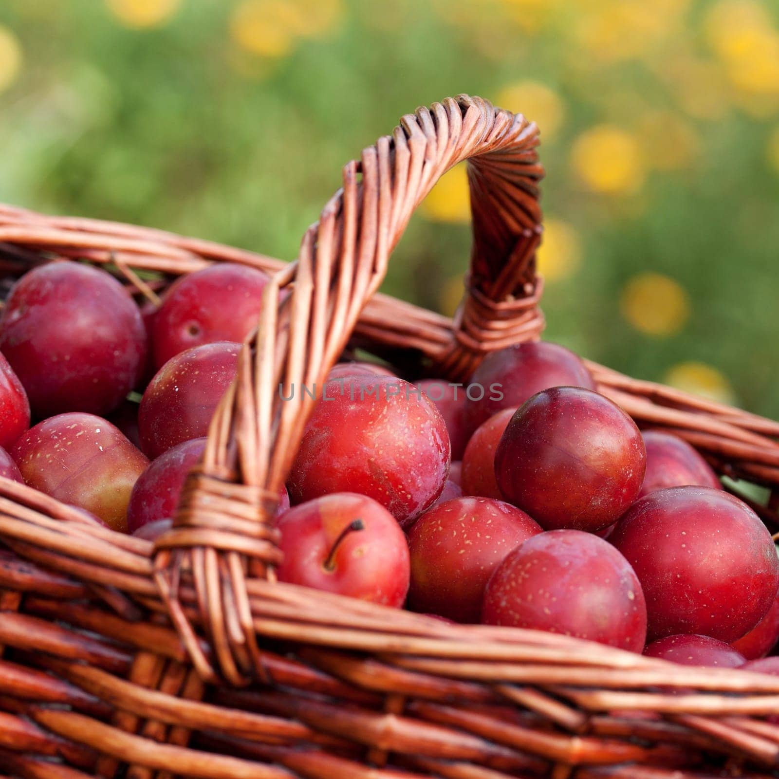 Basket full of mirabelle plums