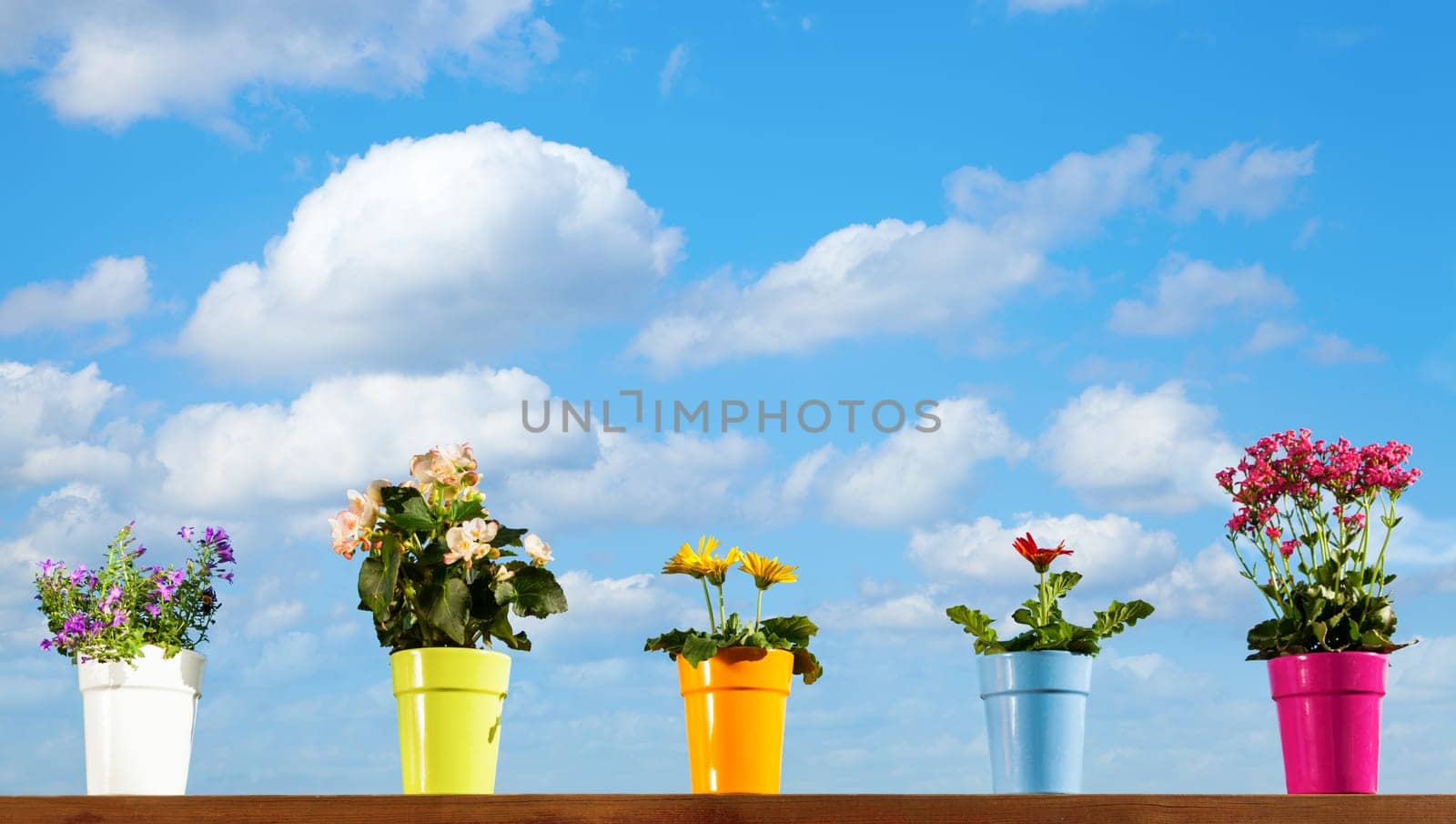 Various plants in colorful pots against sky background