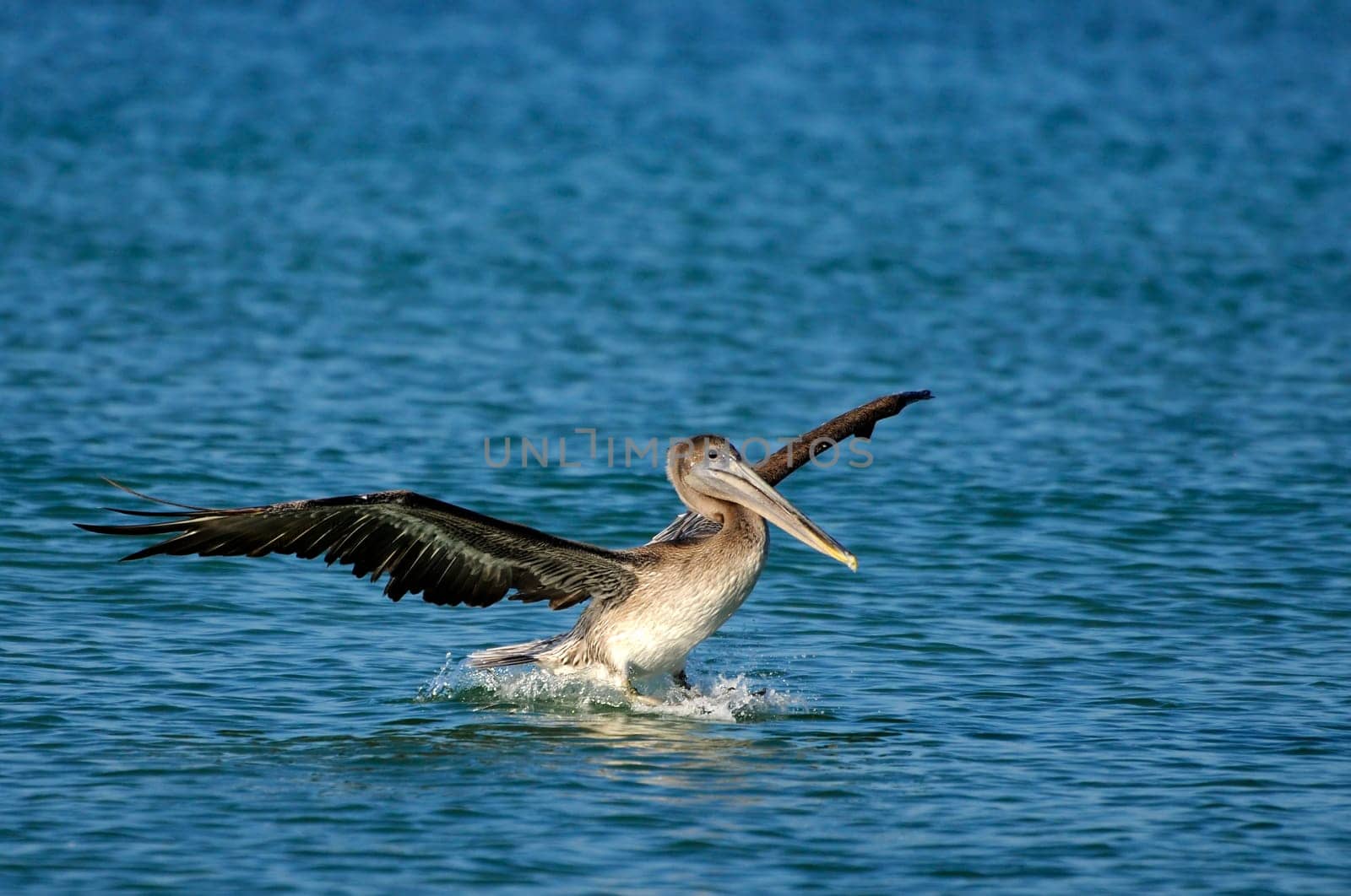 Landing brown pelican