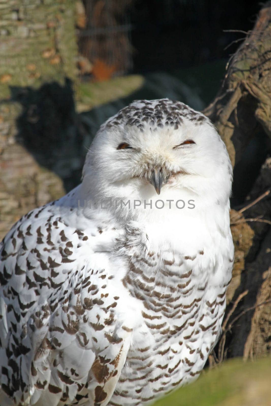 Snowy owl
