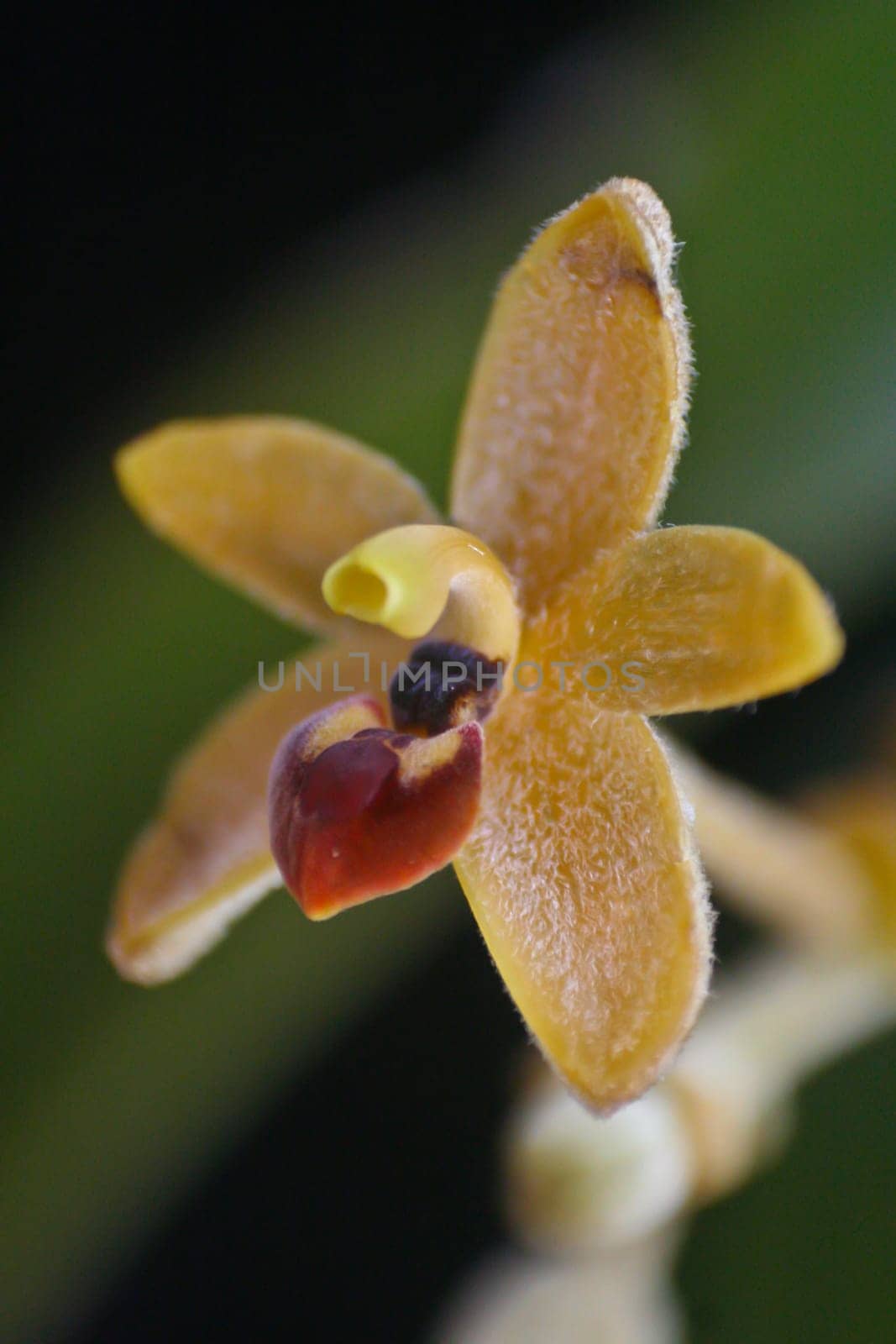 Eria pulchella Rare species wild orchids in forest of Thailand, This was shoot in the wild nature