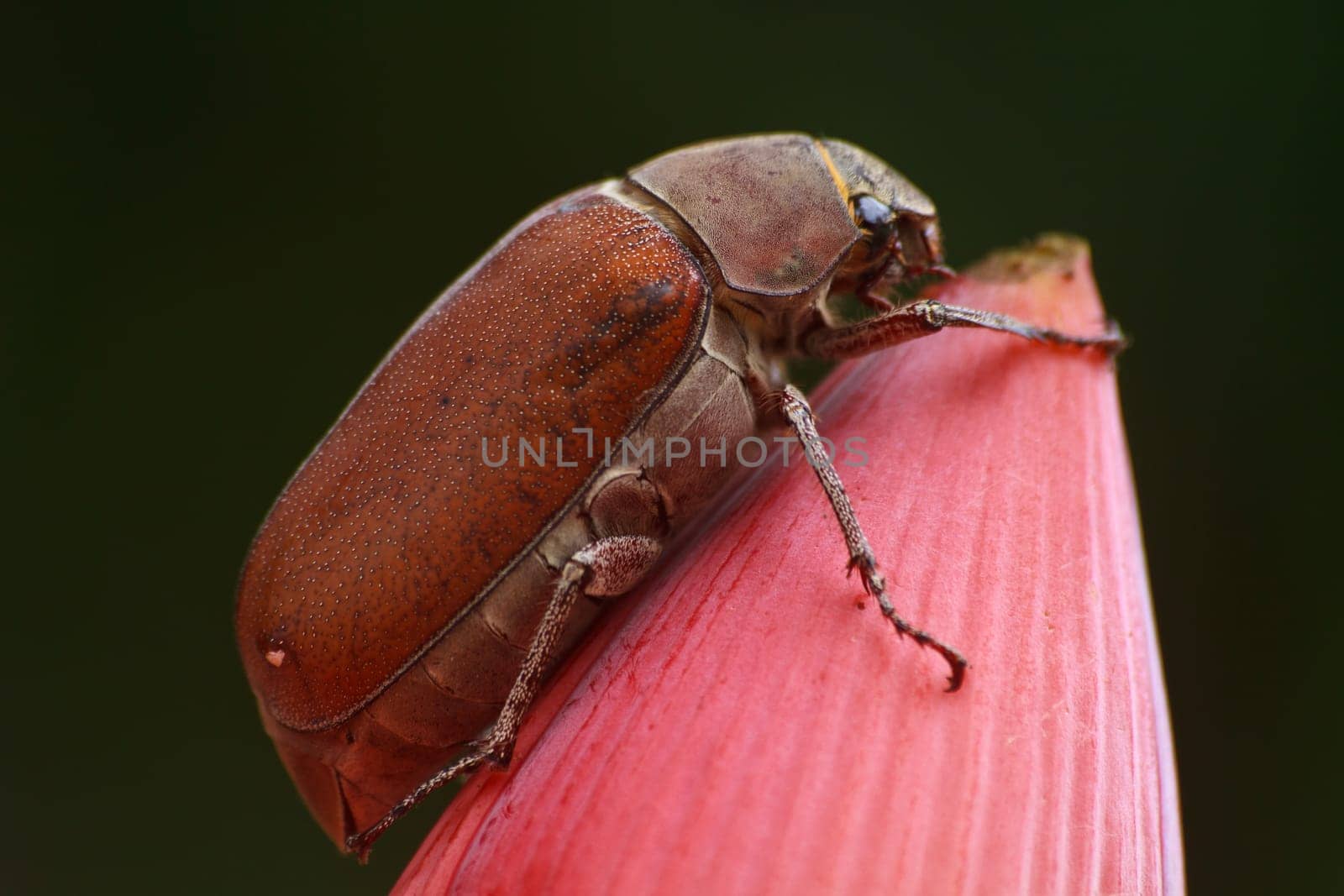 Insect,Leaf beetle on a flower