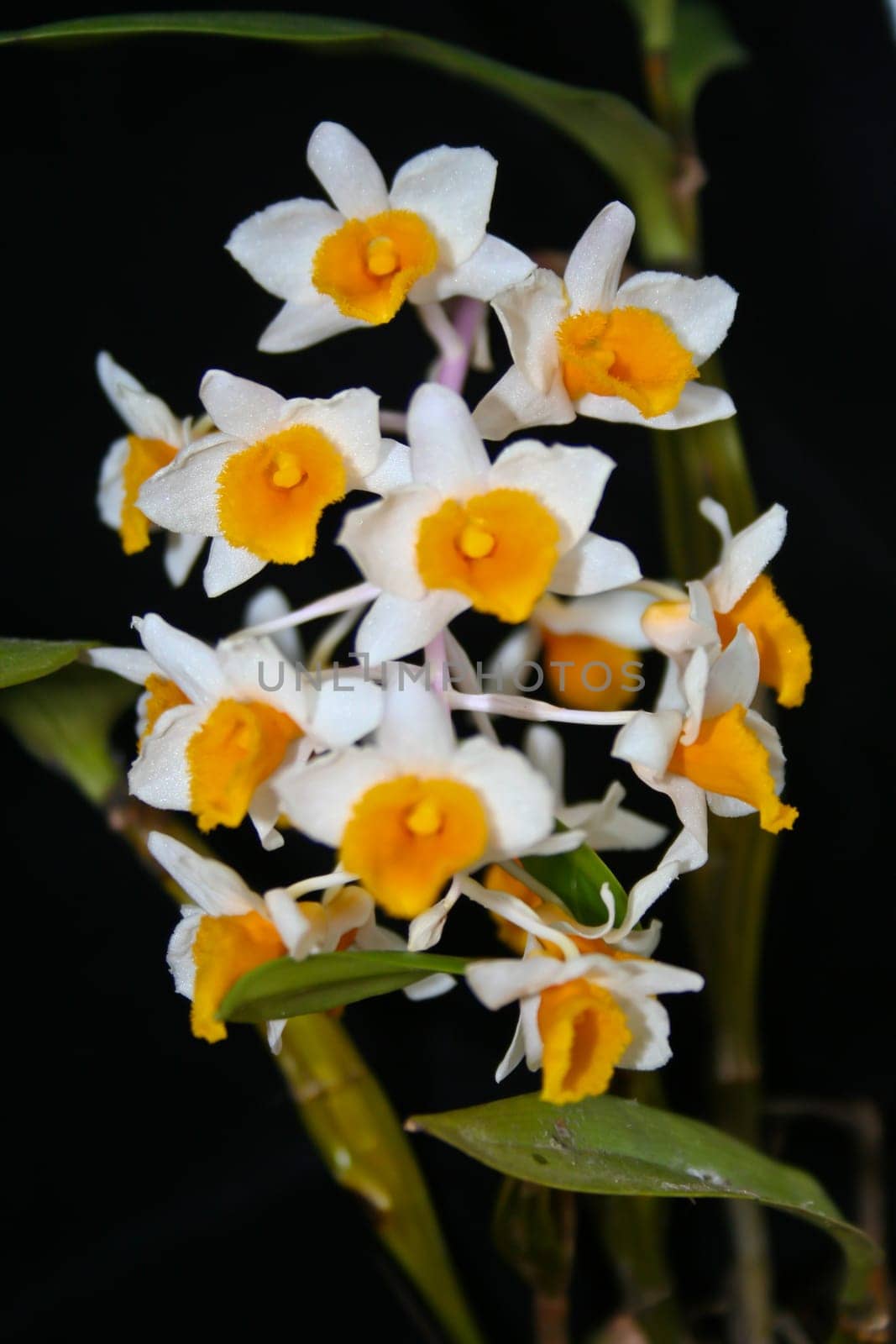 Dendrobium thyrsiflorum Rare species wild orchids in forest of Thailand, This was shoot in the wild nature