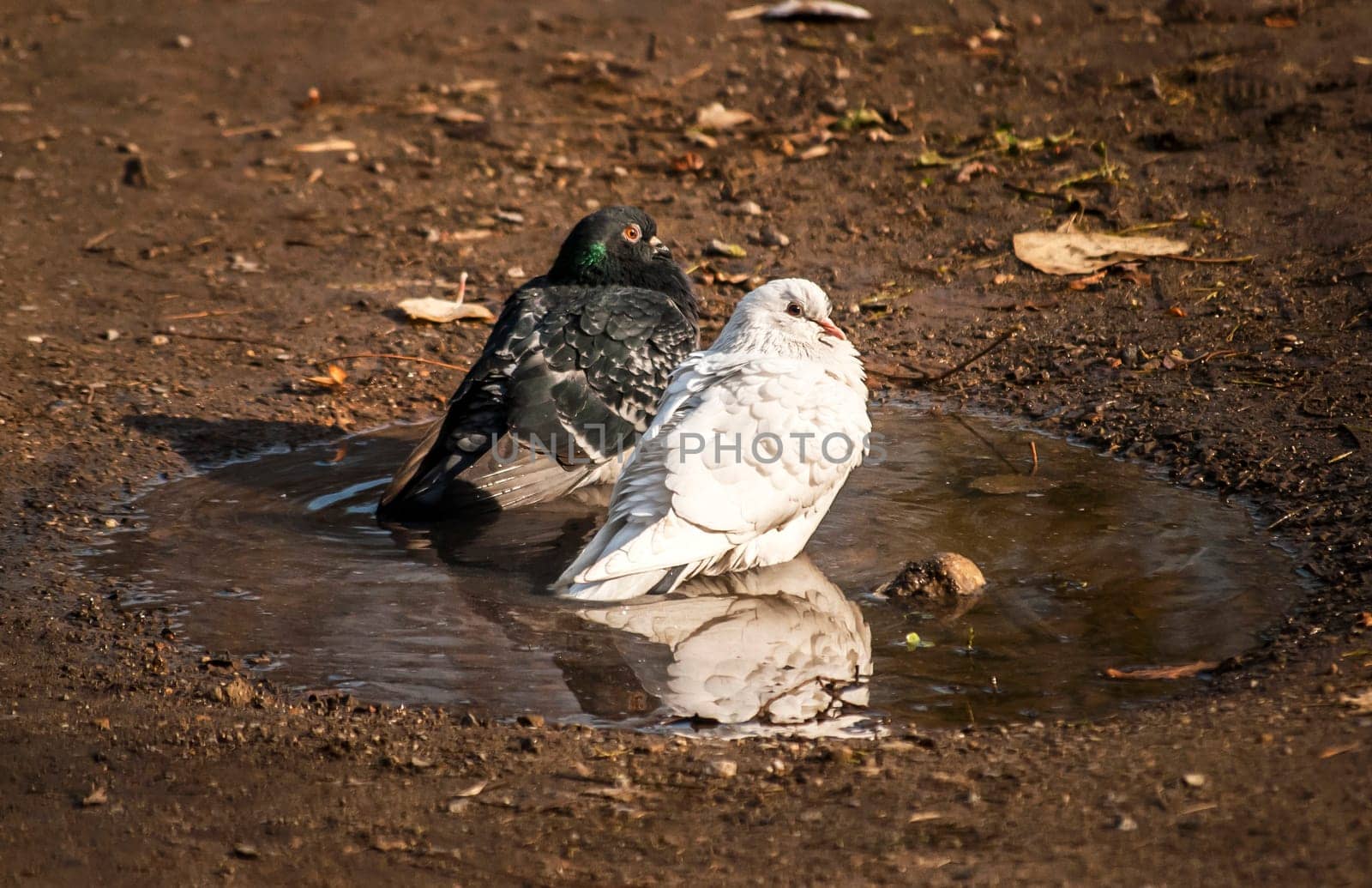 Black and white pigeons standing in a park puddle