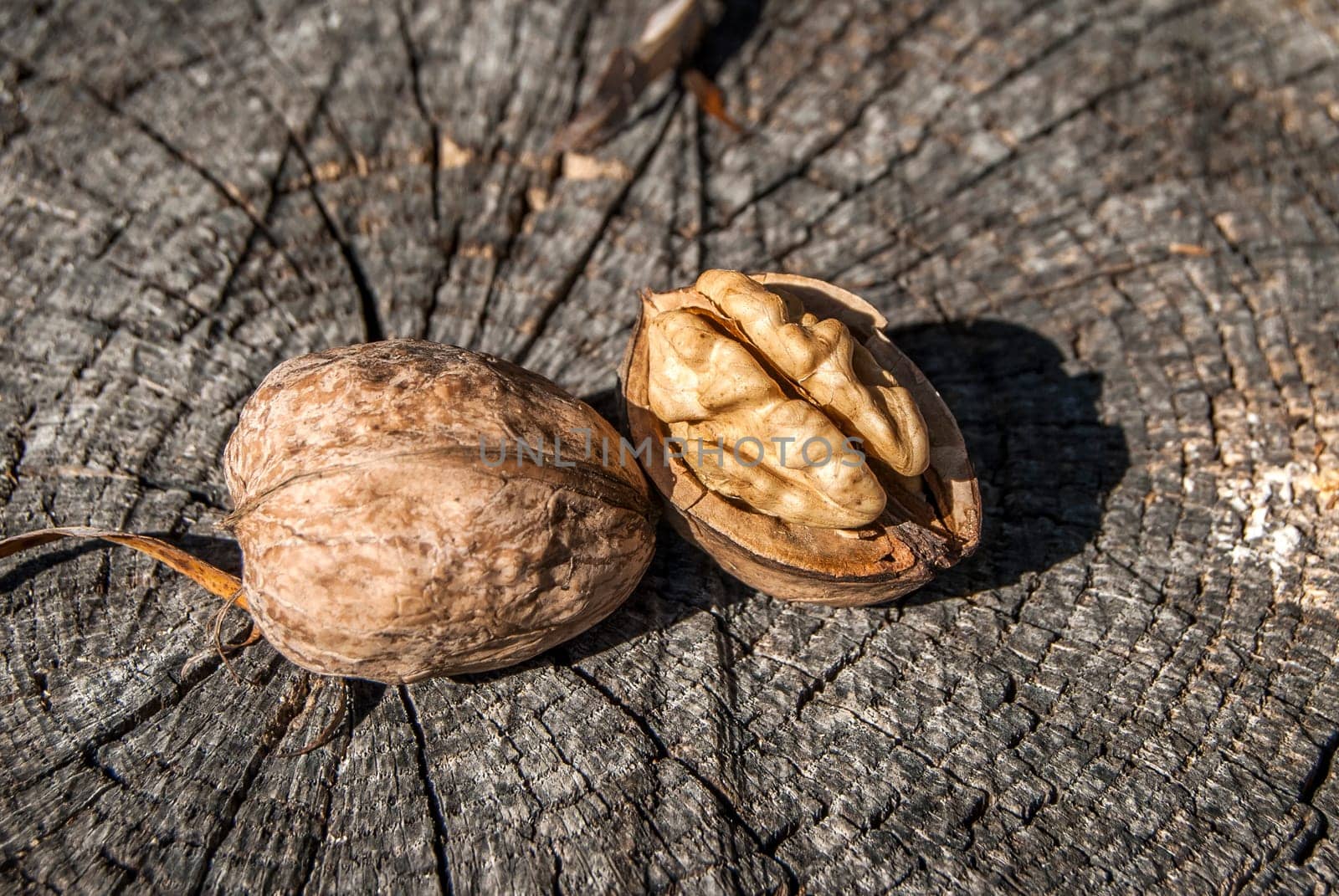 Freshly picked whole and broken walnuts on old weathered tree trunk background